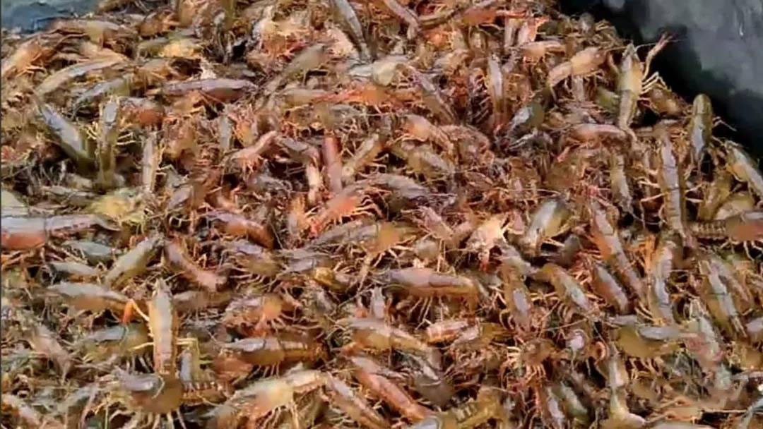 养小龙虾投早苗有哪些优势？投苗为什么要一次投足？