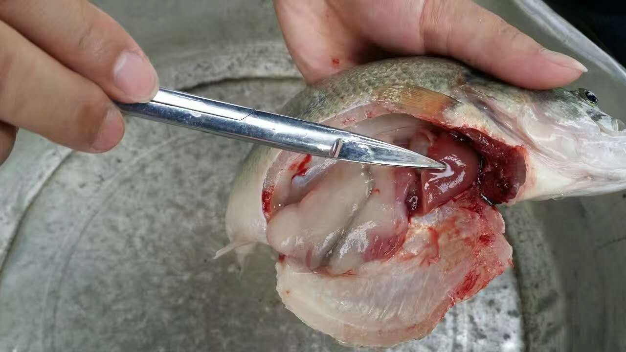 新健康功能饲料已初见成效